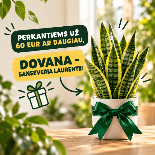 AKCIJA!