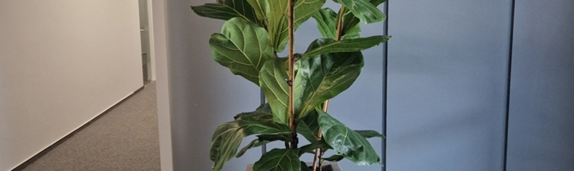 Įgyvendintas projektas: UAB "Travel Retail Vilnius" biuro apželdinimas