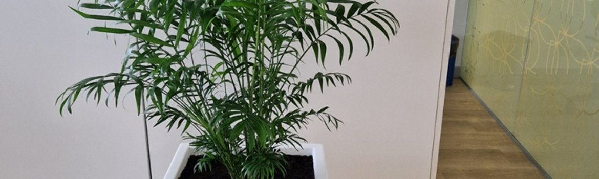 Įgyvendintas projektas: UAB "NESTE LIETUVA" biuro apželdinimas ir turimų augalų persodinimas