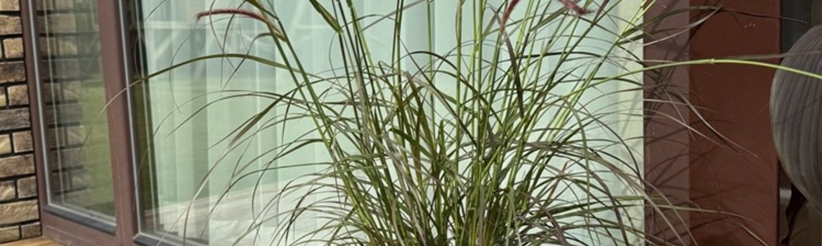 Gyvenamojo namo apželdinimo projektas