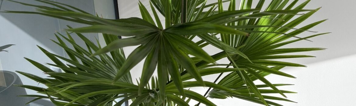 Įgyvendintas projektas: Augalų persodinimas UAB "Gilesta" biure