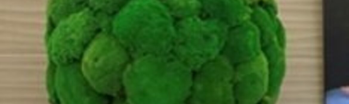 Įgyvendintas projektas: Stabilizuotų samanų dekoracijos "Forum" sporto klube