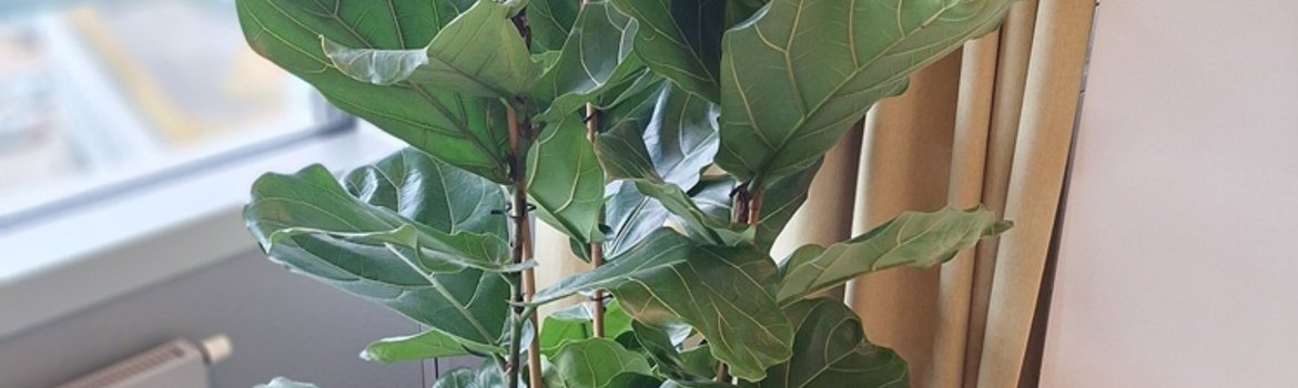 Įgyvendintas projektas: Advokatų kontoros TEGOS biuro apželdinimas