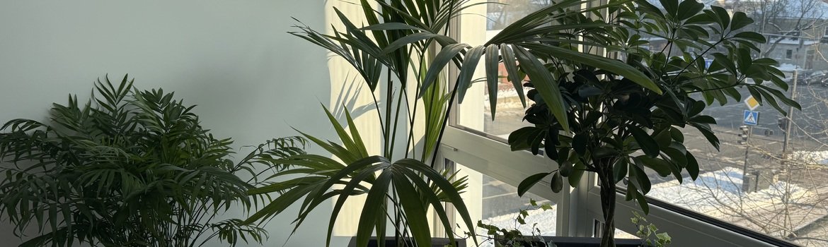 Įgyvendintas projektas: Informacinių technologijų įmonės biuro apželdinimo projektas