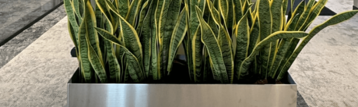 Įgyvendintas projektas: Nekilnojamojo turto paslaugų įmonės "JUDA NT"  biuro apželdinimas