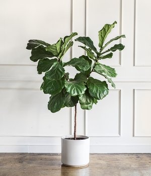 Gyvenamųjų patalpų, balkonų, terasų ir aplinkos apželdinimas