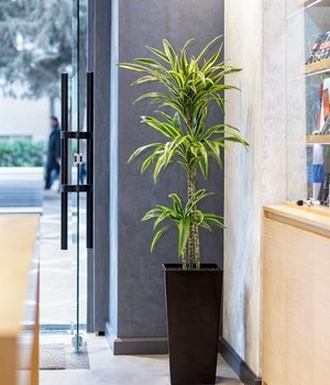 Komercinių patalpų, įstaigų ir institucijų apželdinimas