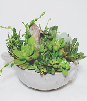 Augalų kompozicijos