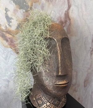 Gyvų augalų kompozicijos