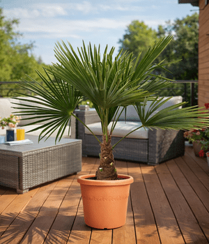 Egzotiniai lauko augalai