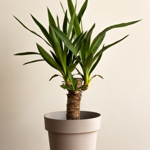 Yucca elephantipes 1