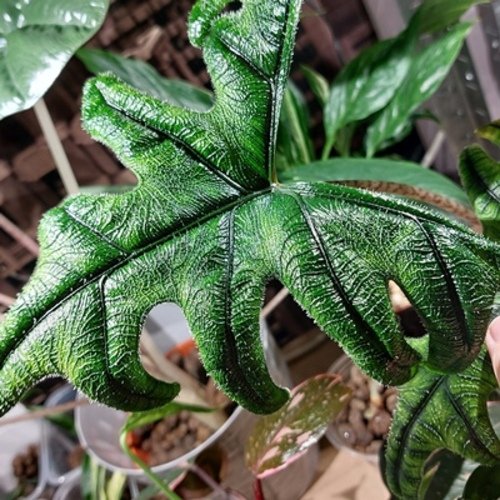 Alocasia Jacklyn