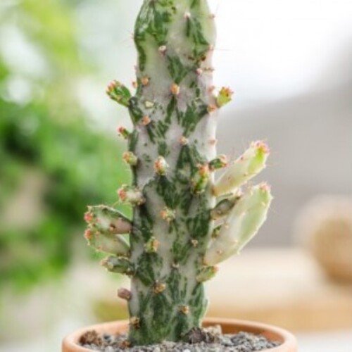 Opuntia tuna Variegata