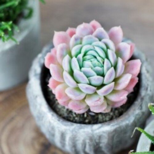 Echeveria Agnes Zonnestraal