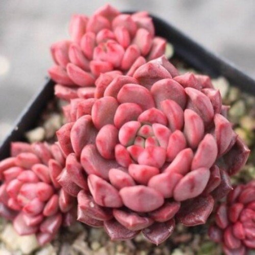 Echeveria Pink Ruby