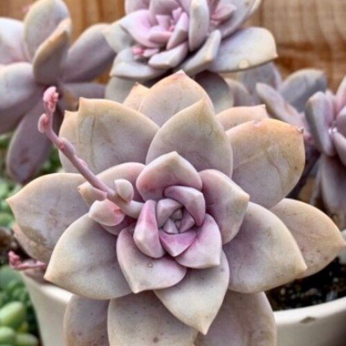 Graptopetalum superbum