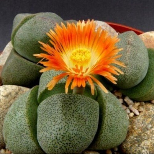 Pleiospilos nelii