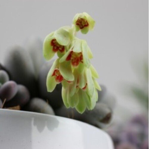 Pachyphytum oviferum 1