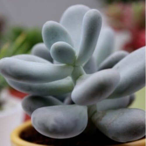Pachyphytum oviferum