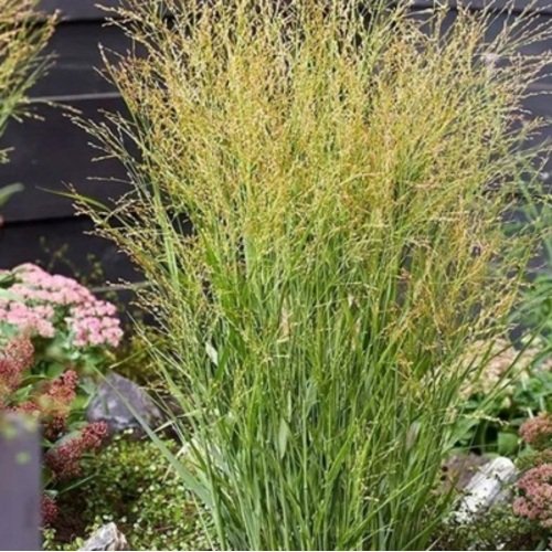 Sora rykštėtoji Buffalo Green