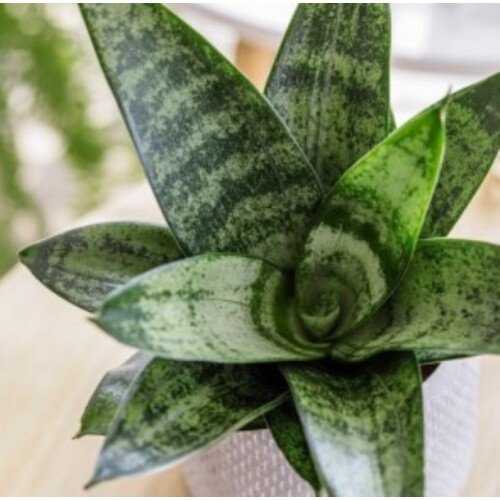 Sansevieria Frozen Star