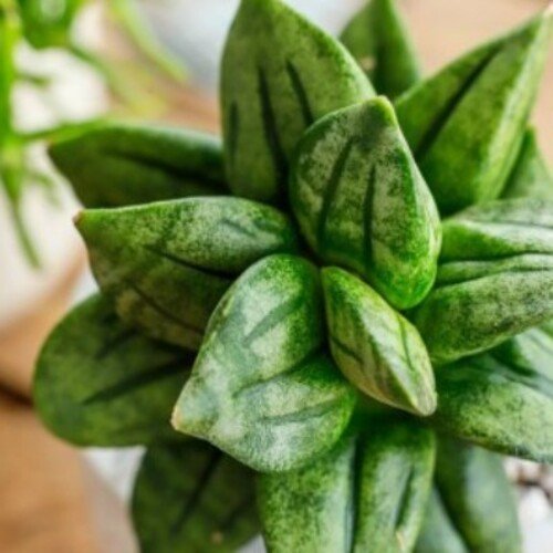 Sansevieria Pyramid Crown