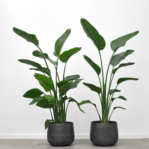 Strelitzia nicolai, 150 cm.