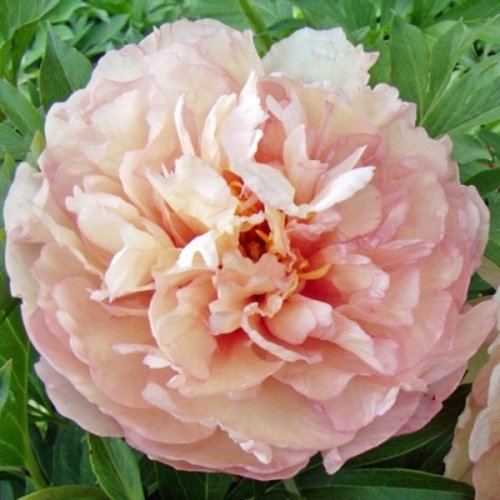 Bijūnas Scrummdiddlyumptious 