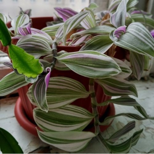 Tradescantia Nanouk