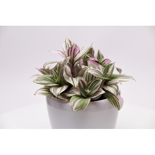 Tradescantia Nanouk