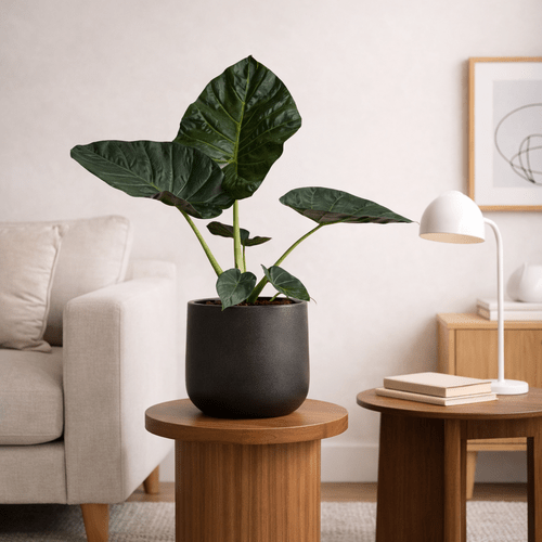Alocasia Regal Shield