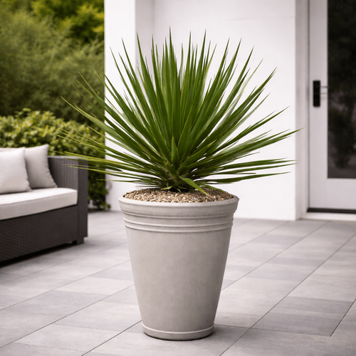 Dracaena Draco, 100 cm