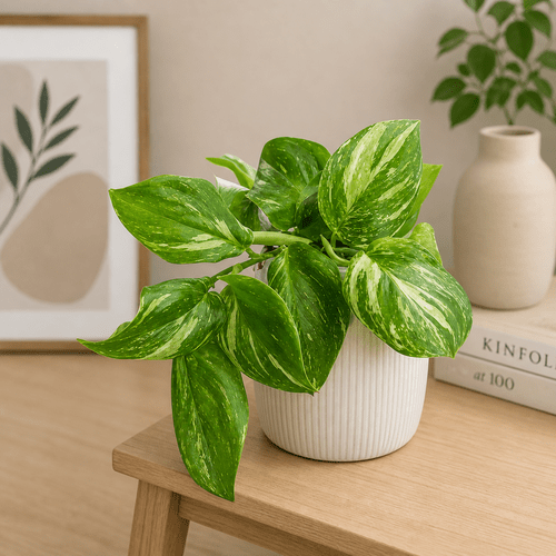Scindapsus Moonlight Splash Variegata