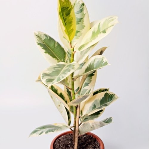 Ficus elastica Tineke