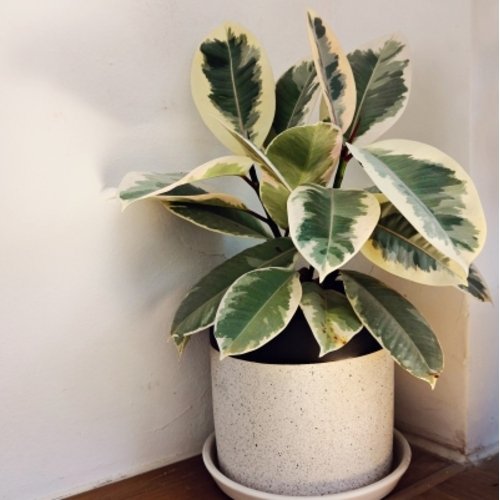 Ficus elastica Tineke