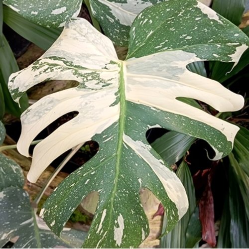 Monstera deliciosa Thai Constellation