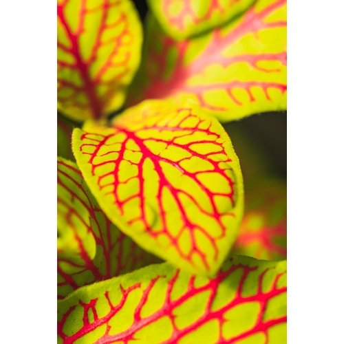 Fittonia Mosaic Skeleton 1