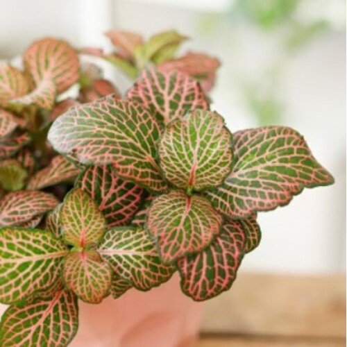 Fittonia Mosaic Mistral