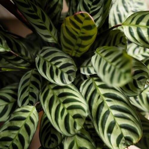 Ctenanthe burle-marxii Fishbone