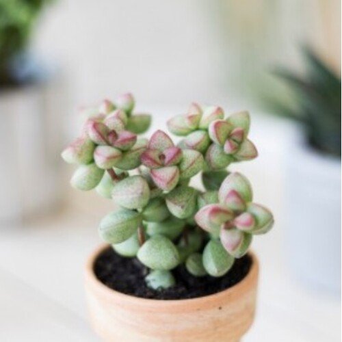 Crassula rupestris