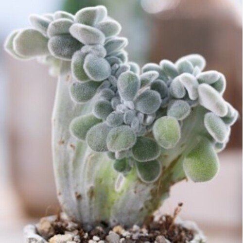 Echeveria pulvinata Frosty Cristata