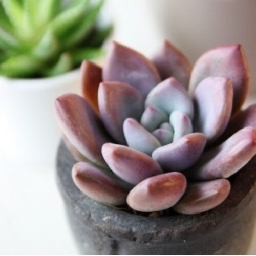 Graptoveria opalina