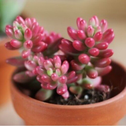 Sedum rubrotinctum Aurora