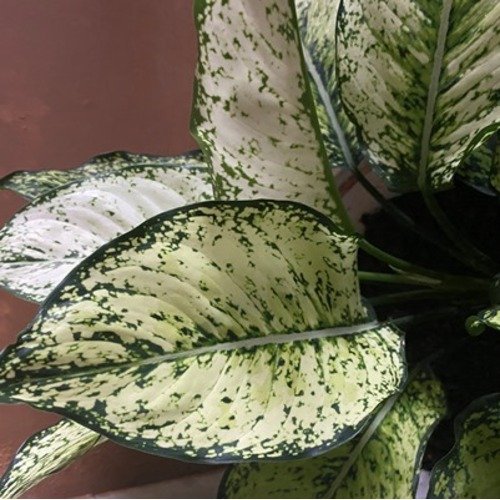 Aglaonema Osaka