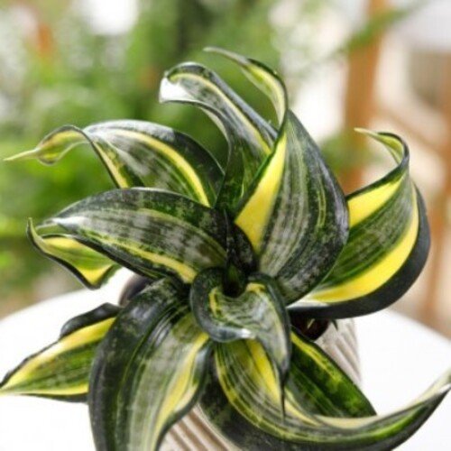 Sansevieria Hahnii Spiral Star