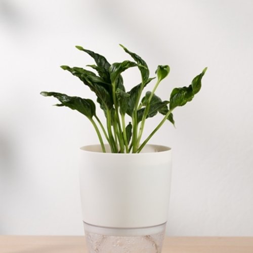 Epipremnum aureum Godzilla (Green Javelin)