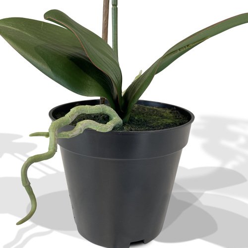 Dirbtinė orchidėja, 55 cm. 3
