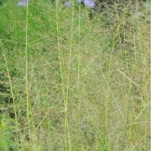 Drėbūnas smilgeninis Delicatesse