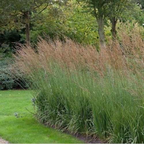 Melvenė nendrinė Cordoba