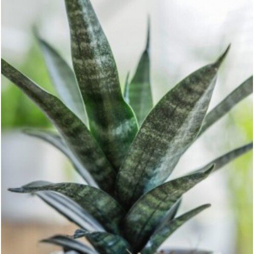 Sansevieria Black Widow Crown